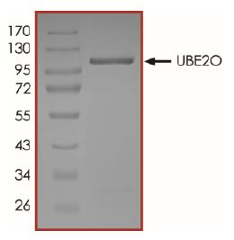 SDS-PAGE - Recombinant human UBE2O protein (Active) (AB269108), expandable thumbnail
