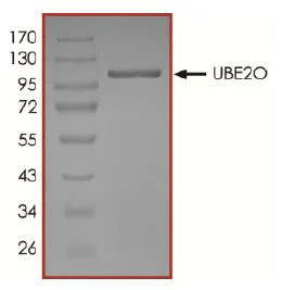 SDS-PAGE - Recombinant human UBE2O protein (Active) (AB269108)