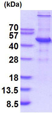 SDS-PAGE - Recombinant Human UBE2Q2 protein (AB201879), expandable thumbnail