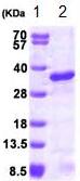SDS-PAGE - Recombinant Human UBE2S protein (AB87756)