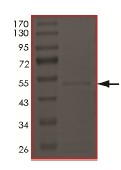 SDS-PAGE - Recombinant Human UBE2U protein (AB174061)