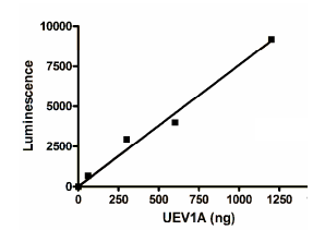 Functional Studies - Recombinant human UBE2V1 protein (AB198472), expandable thumbnail