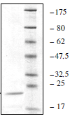 SDS-PAGE - Recombinant human UBE2V1 protein (AB198472), expandable thumbnail
