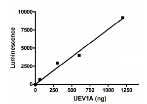 Functional Studies - Recombinant human UBE2V1 protein (DDDDK tag N-Terminus) (AB198472)