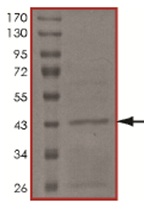 SDS-PAGE - Recombinant Human UBE2W protein (AB167921)