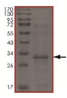 SDS-PAGE - Recombinant Human UBE2Z protein (AB167938)