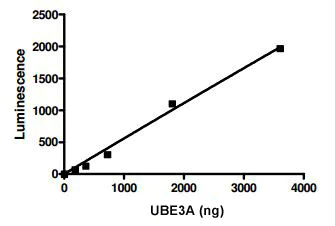 Functional Studies - Recombinant human UBE3A protein (AB198417)