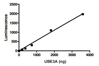Functional Studies - Recombinant human UBE3A protein (His-DDDDK tag N-Terminus) (AB198417)