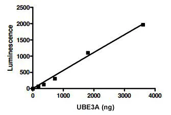 Functional Studies - Recombinant human UBE3A protein (His-DDDDK tag N-Terminus) (AB198417)