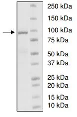 SDS-PAGE - Recombinant human UBE3A protein (His-DDDDK tag N-Terminus) (AB198417)