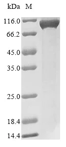 SDS-PAGE - Recombinant Human UBF1 protein (AB289745)
