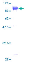 SDS-PAGE - Recombinant Human Ubiquilin/UBQLN1 protein (GST tag N-Terminus) (AB153310)