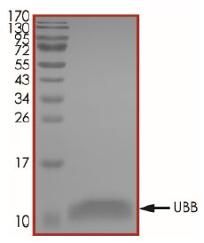 SDS-PAGE - Recombinant Human Ubiquitin protein (AB269109)