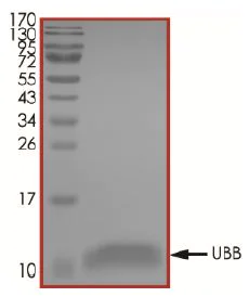 SDS-PAGE - Recombinant Human Ubiquitin protein (AB269109)