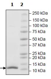 SDS-PAGE - Recombinant Human Ubiquitin protein (Biotin) (His tag N-Terminus + Avi tag N-Terminus) (AB271779)