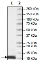 SDS-PAGE - Recombinant Human Ubiquitin protein (His tag C-Terminus) (AB271780)