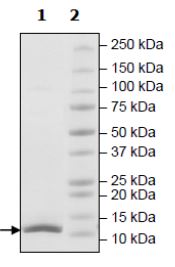 SDS-PAGE - Recombinant Human Ubiquitin protein (Tagged) (Biotin) (AB271779), expandable thumbnail
