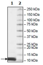 SDS-PAGE - Recombinant Human Ubiquitin protein (Tagged-His Tag) (AB271780), expandable thumbnail