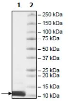 SDS-PAGE - Recombinant Human Ubiquitin protein (Tagged-His Tag) (AB271780)