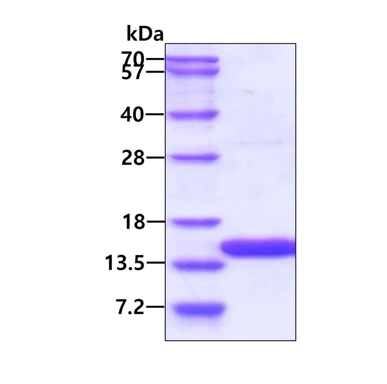 SDS-PAGE - Recombinant Human UBL3 protein (AB109342)