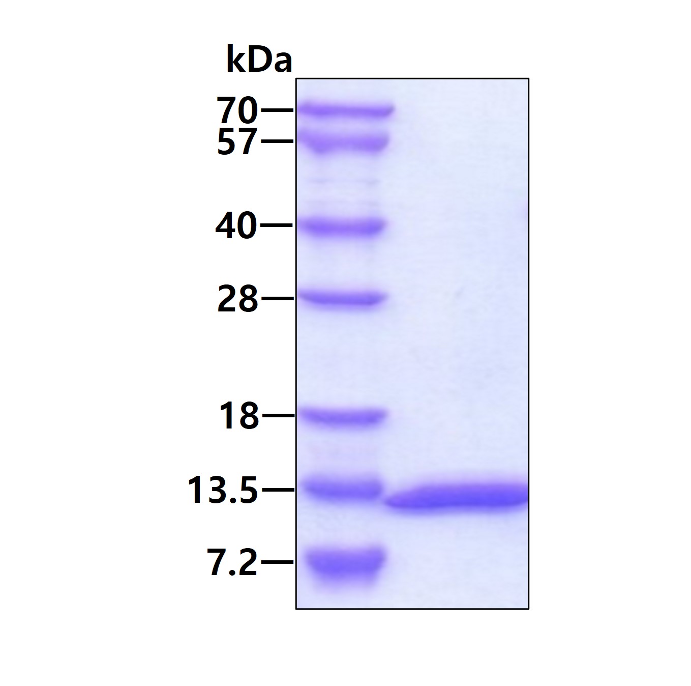 SDS-PAGE - Recombinant Human UBL5 protein (AB109343)