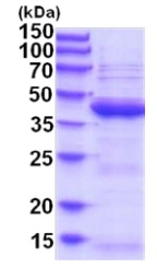 SDS-PAGE - Recombinant Human UBLCP1 protein (AB202175)