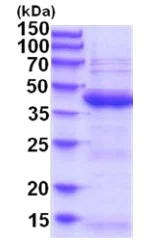 SDS-PAGE - Recombinant Human UBLCP1 protein (AB202175)