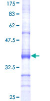 SDS-PAGE - Recombinant Human UBP43/USP18 protein (GST tag N-Terminus) (AB161390)
