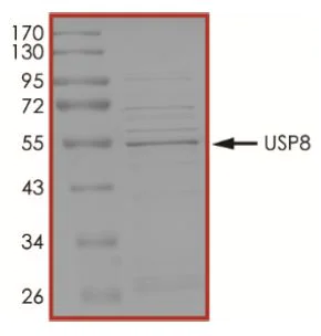 SDS-PAGE - Recombinant human UBPY/USP8 protein (Active) (AB269128)