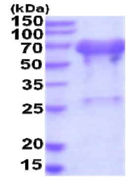 SDS-PAGE - Recombinant Human UBQLN2 protein (His tag N-Terminus) (AB207109)