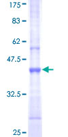 SDS-PAGE - Recombinant Human UBR1 protein (GST tag N-Terminus) (AB165841)