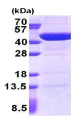 SDS-PAGE - Recombinant Human UBXN2B protein (His tag N-Terminus) (AB167847)
