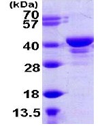 SDS-PAGE - Recombinant human UCH37 protein (AB108375)