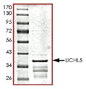 SDS-PAGE - Recombinant human UCH37 protein (Active) (AB269112)