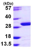 SDS-PAGE - Recombinant human UCHL3 protein (AB103502)