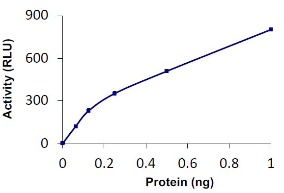 Recombinant human UCHL3 protein (Active)