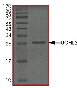 SDS-PAGE - Recombinant human UCHL3 protein (Active) (AB269111)