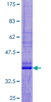 SDS-PAGE - Recombinant Human UCN2/SRP protein (GST tag N-Terminus) (AB164813)