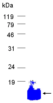 SDS-PAGE - Recombinant Human UCP3 protein (AB79512)