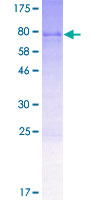 SDS-PAGE - Recombinant Human UFL1 protein (AB161615)