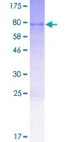 SDS-PAGE - Recombinant Human UFL1 protein (GST tag N-Terminus) (AB161615)