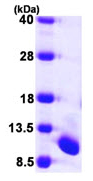 SDS-PAGE - Recombinant Human UFM1 protein (His tag N-Terminus) (AB104461)