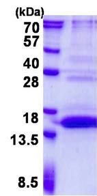SDS-PAGE - Recombinant Human UfSP1 protein (His tag N-Terminus) (AB139220)