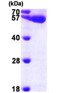 SDS-PAGE - Recombinant Human UGDH protein (AB96771)