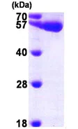 SDS-PAGE - Recombinant Human UGDH protein (AB96771)