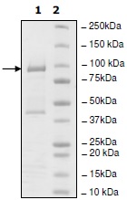 SDS-PAGE - Recombinant Human UHRF1 protein (His-DDDDK tag N-Terminus) (AB198770)