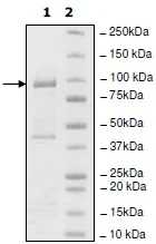 SDS-PAGE - Recombinant Human UHRF1 protein (His-DDDDK tag N-Terminus) (AB198770)