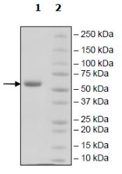 SDS-PAGE - Recombinant Human ULBP1 protein (Fc tag C-Terminus + Avi tag C-Terminus) (AB271782)