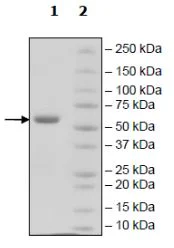 SDS-PAGE - Recombinant Human ULBP1 protein (Fc tag C-Terminus + Avi tag C-Terminus) (AB271782)