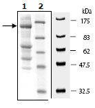 SDS-PAGE - Recombinant Human ULK1 protein (DDDDK tag N-Terminus) (AB95322)